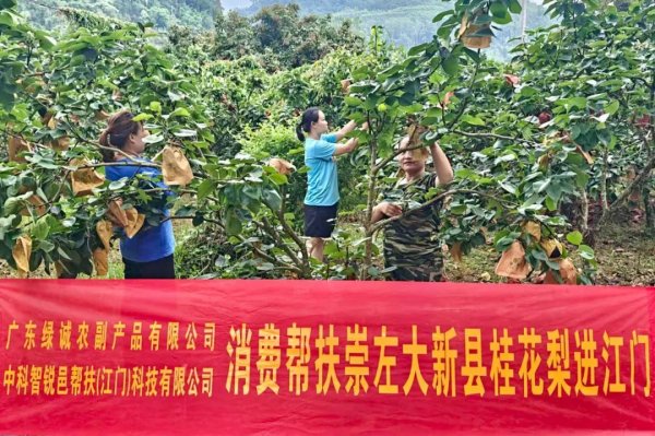 钱掌柜配资 清甜“桂”礼！“邑帮扶”助力广西崇左桂花梨直供江门